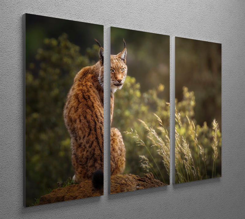 Lynx Fine Art 3 Split Panel Canvas Print - Canvas Art Rocks - 2