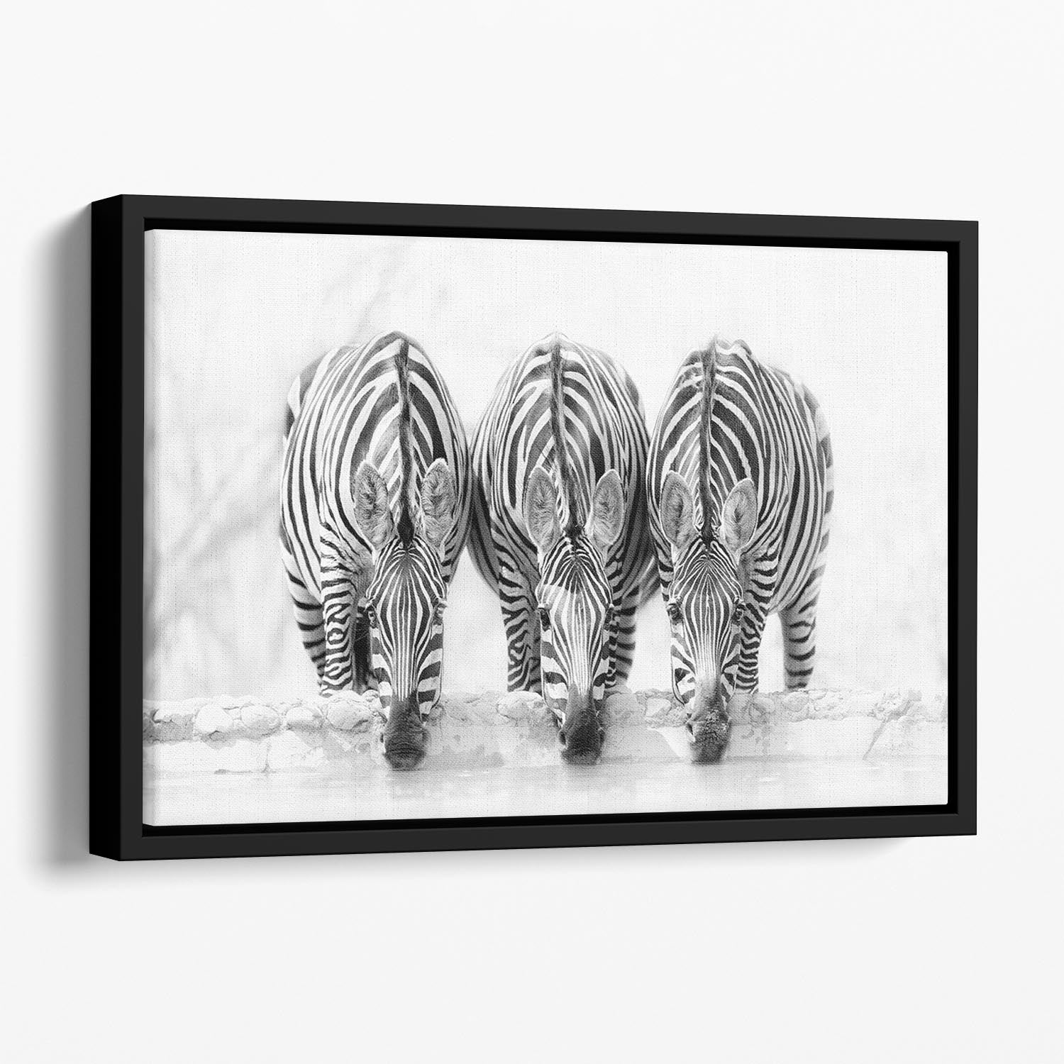 Zebras Drinking Floating Framed Canvas - Canvas Art Rocks - 1