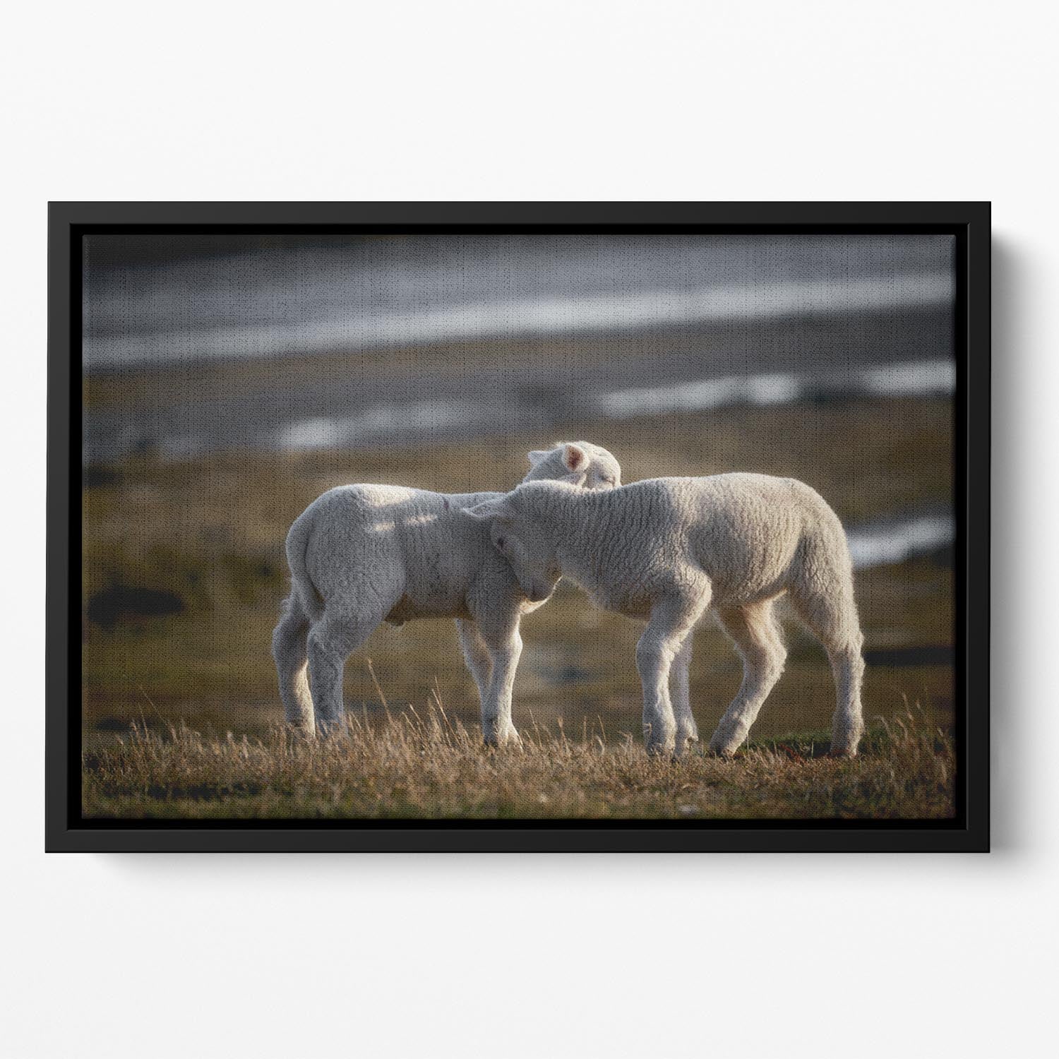 Lambs Floating Framed Canvas - Canvas Art Rocks - 2