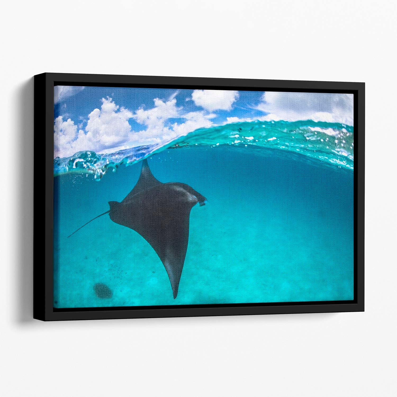 A Reef Manta Ray In Mayotte Floating Framed Canvas - Canvas Art Rocks - 1