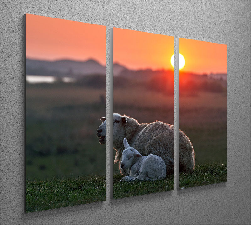 Sleep well Sheep 3 Split Panel Canvas Print - Canvas Art Rocks - 2