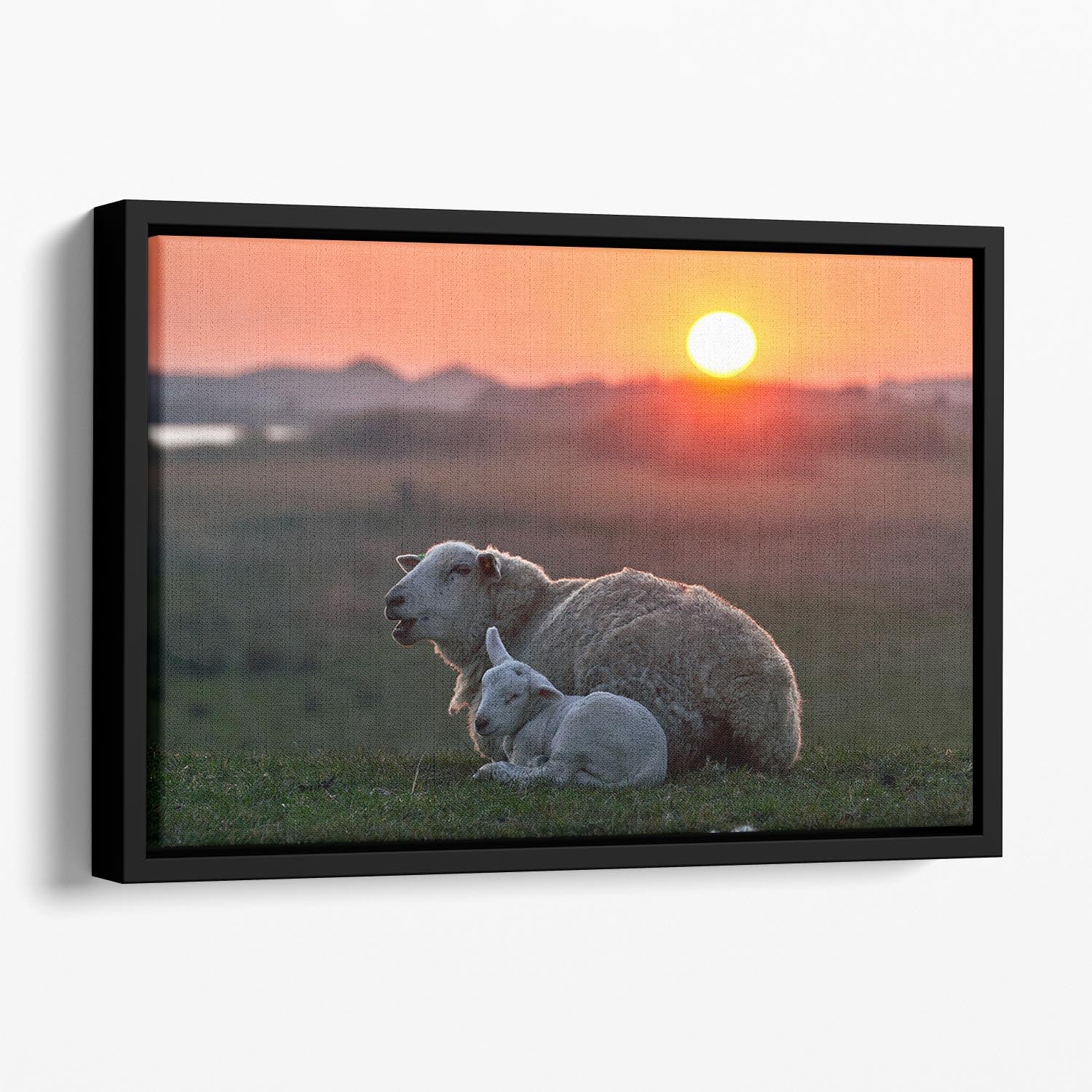 Sleep well Sheep Floating Framed Canvas - Canvas Art Rocks - 1