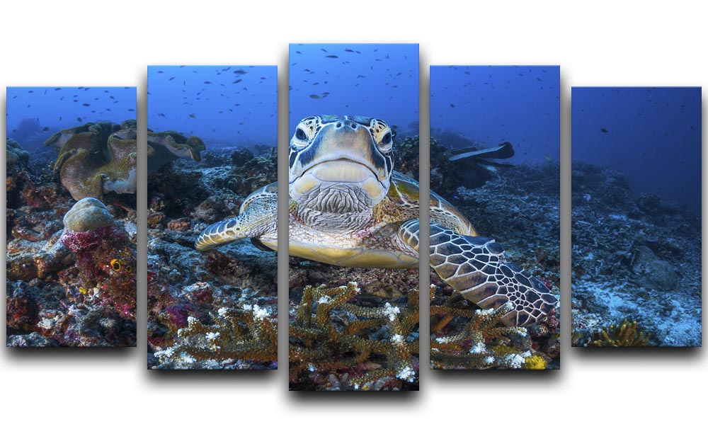 Face To Face With A Green Turtle 5 Split Panel Canvas - Canvas Art Rocks - 1