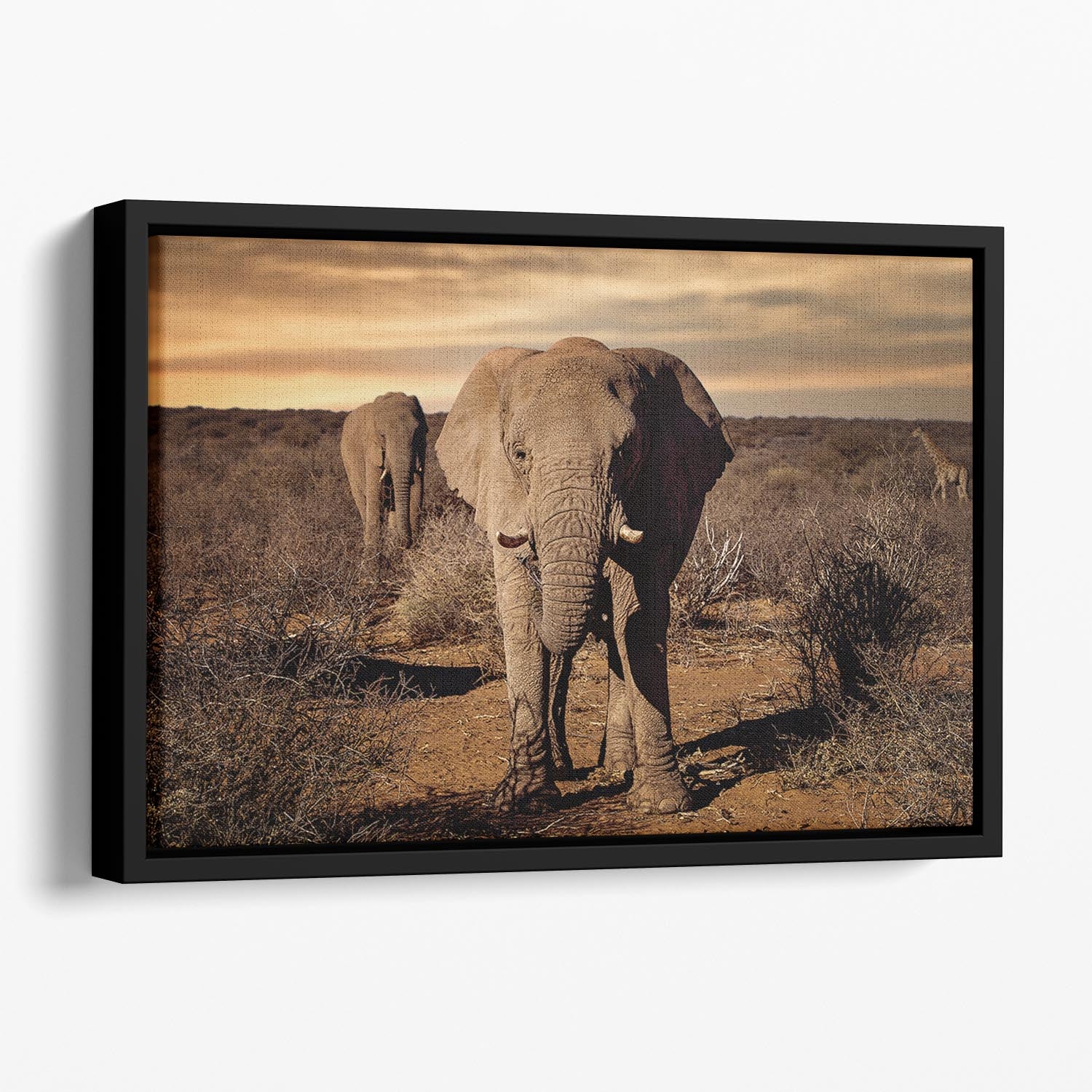 Elephant Posing Floating Framed Canvas - Canvas Art Rocks - 1