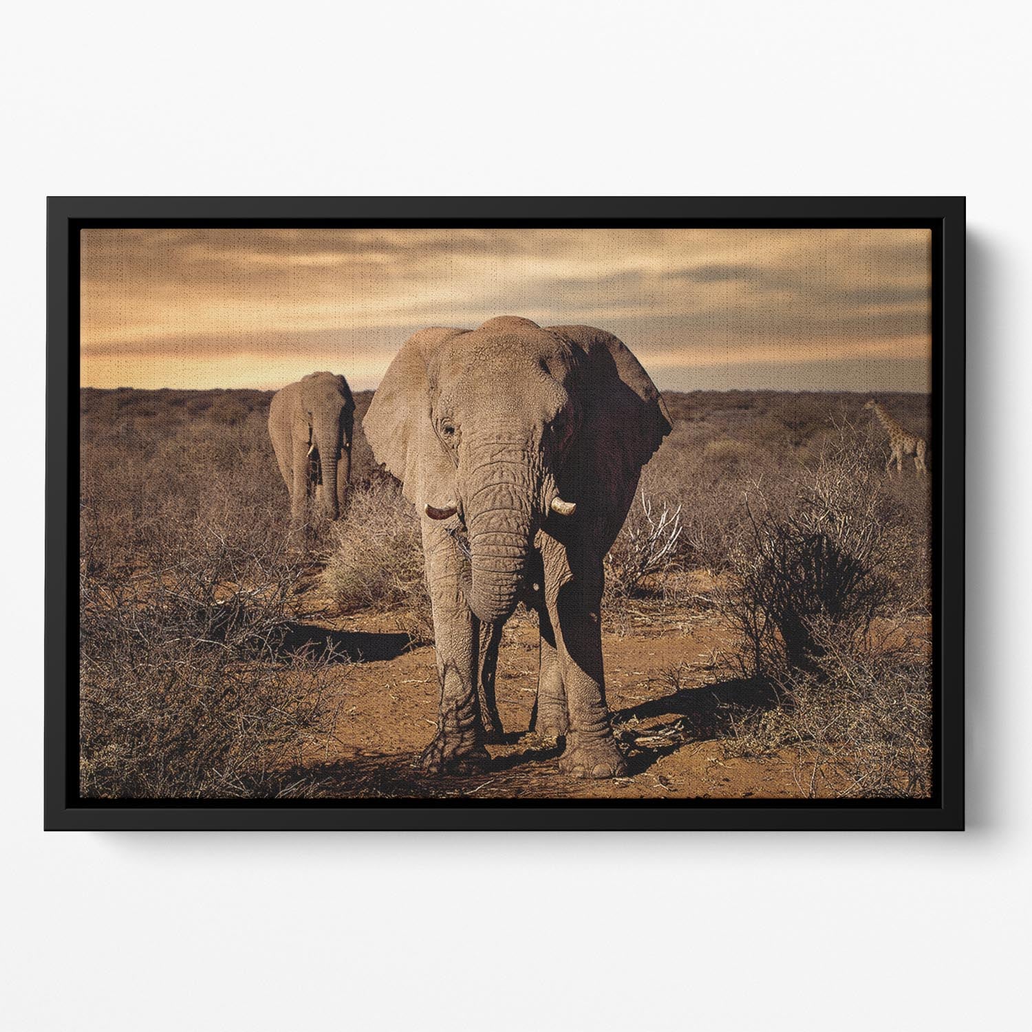 Elephant Posing Floating Framed Canvas - Canvas Art Rocks - 2