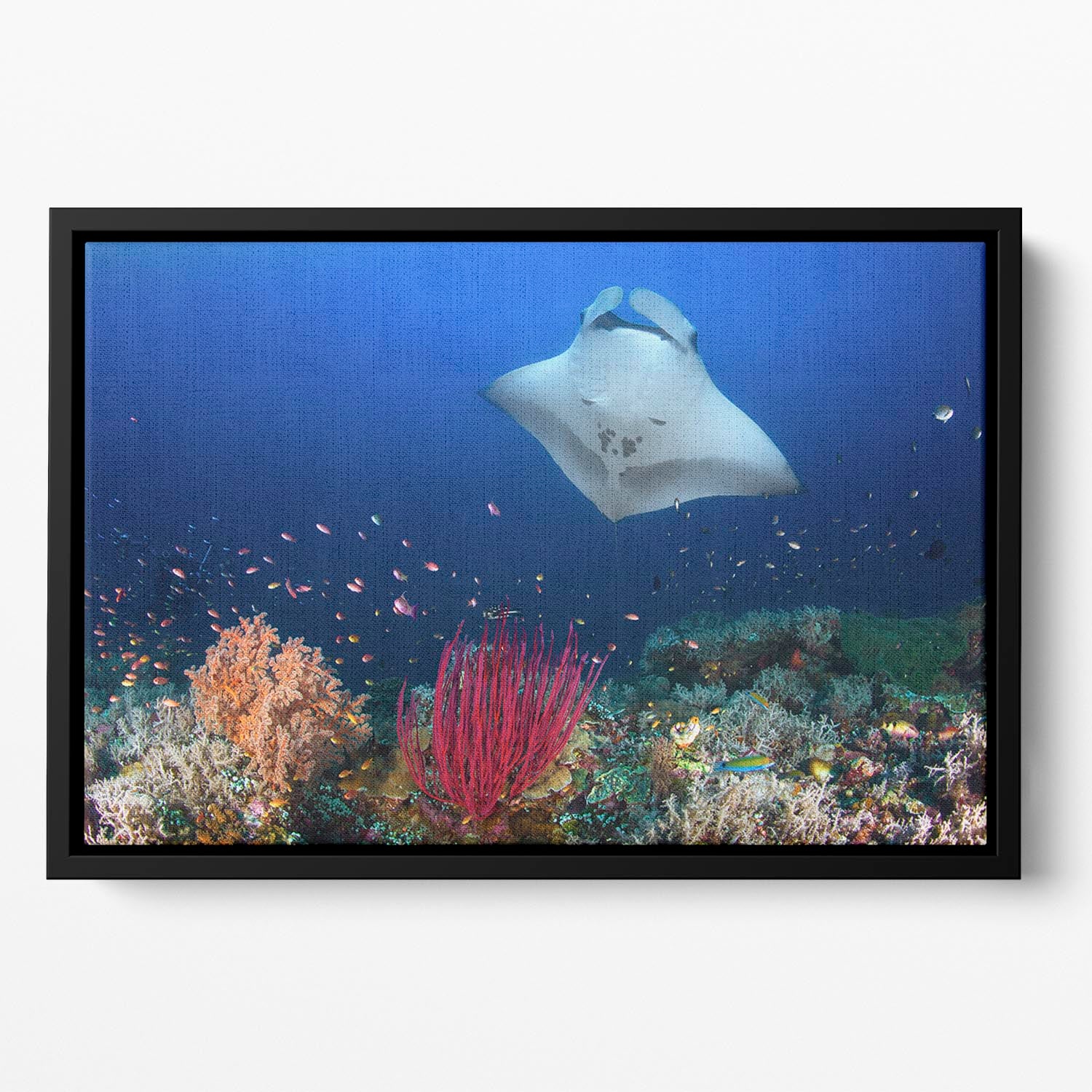 Ocean Manta Ray On The Reef Floating Framed Canvas - Canvas Art Rocks - 2