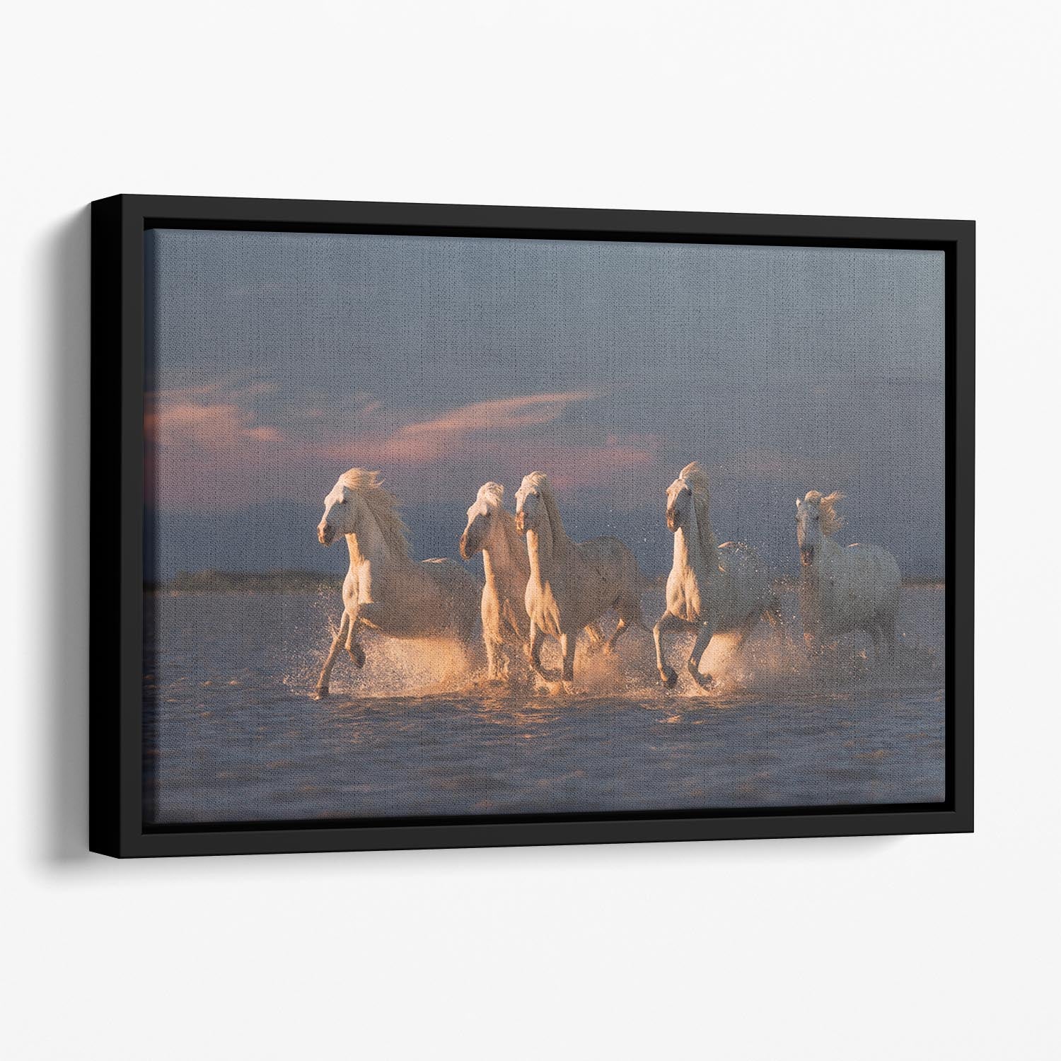 Camargue horses on sunset Floating Framed Canvas - Canvas Art Rocks - 1