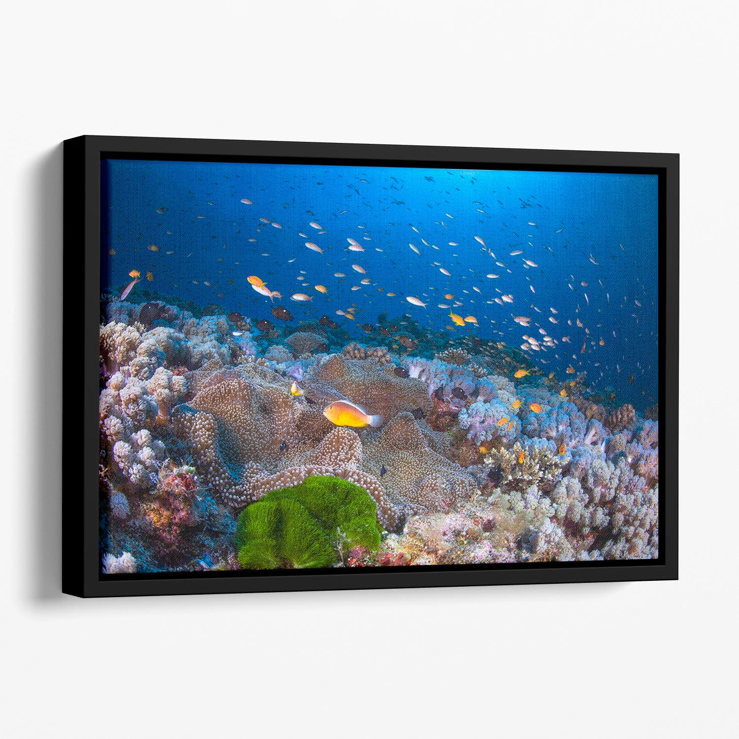 Anemon And Anthias Floating Framed Canvas - Canvas Art Rocks - 1