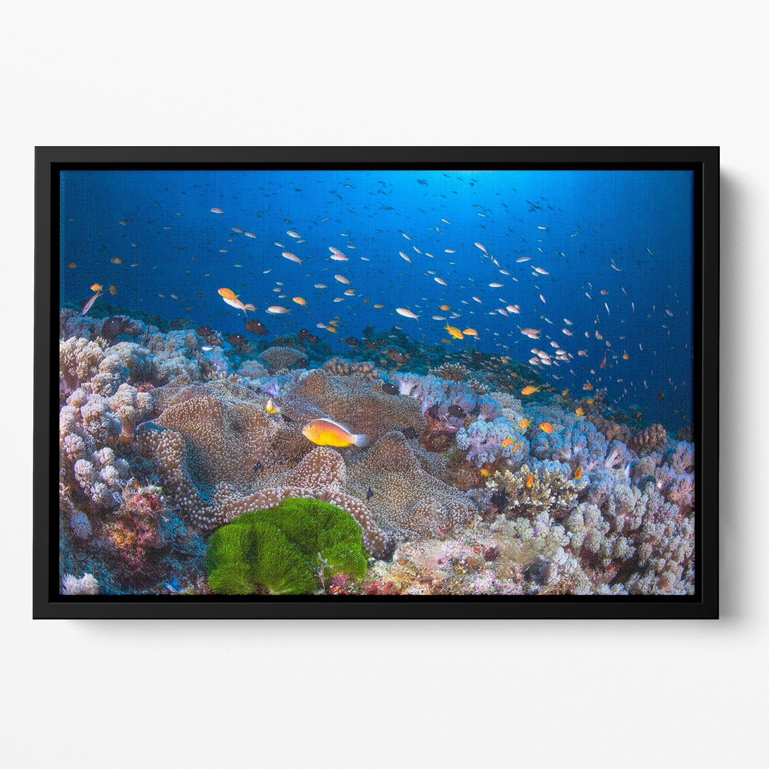 Anemon And Anthias Floating Framed Canvas - Canvas Art Rocks - 2