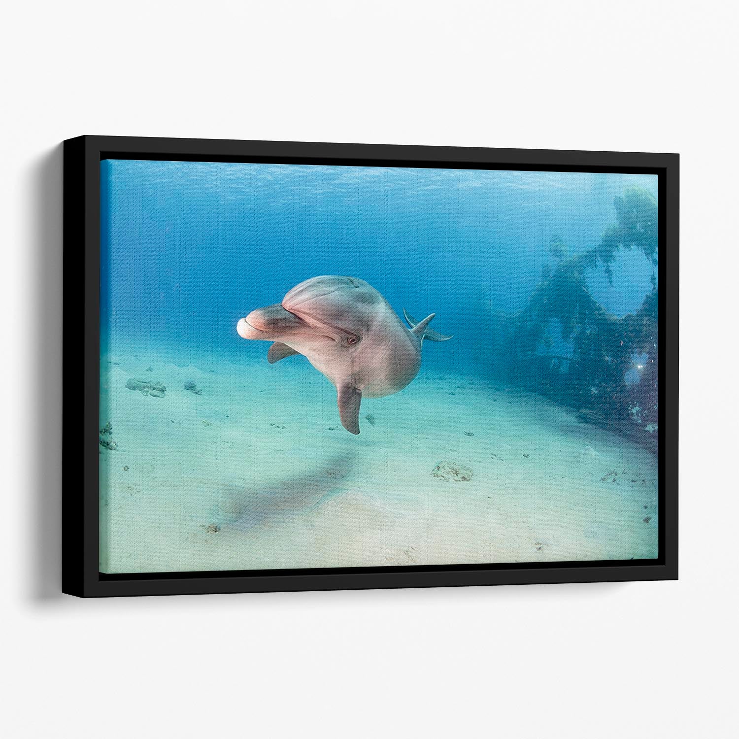 Dolphin Floating Framed Canvas - Canvas Art Rocks - 1