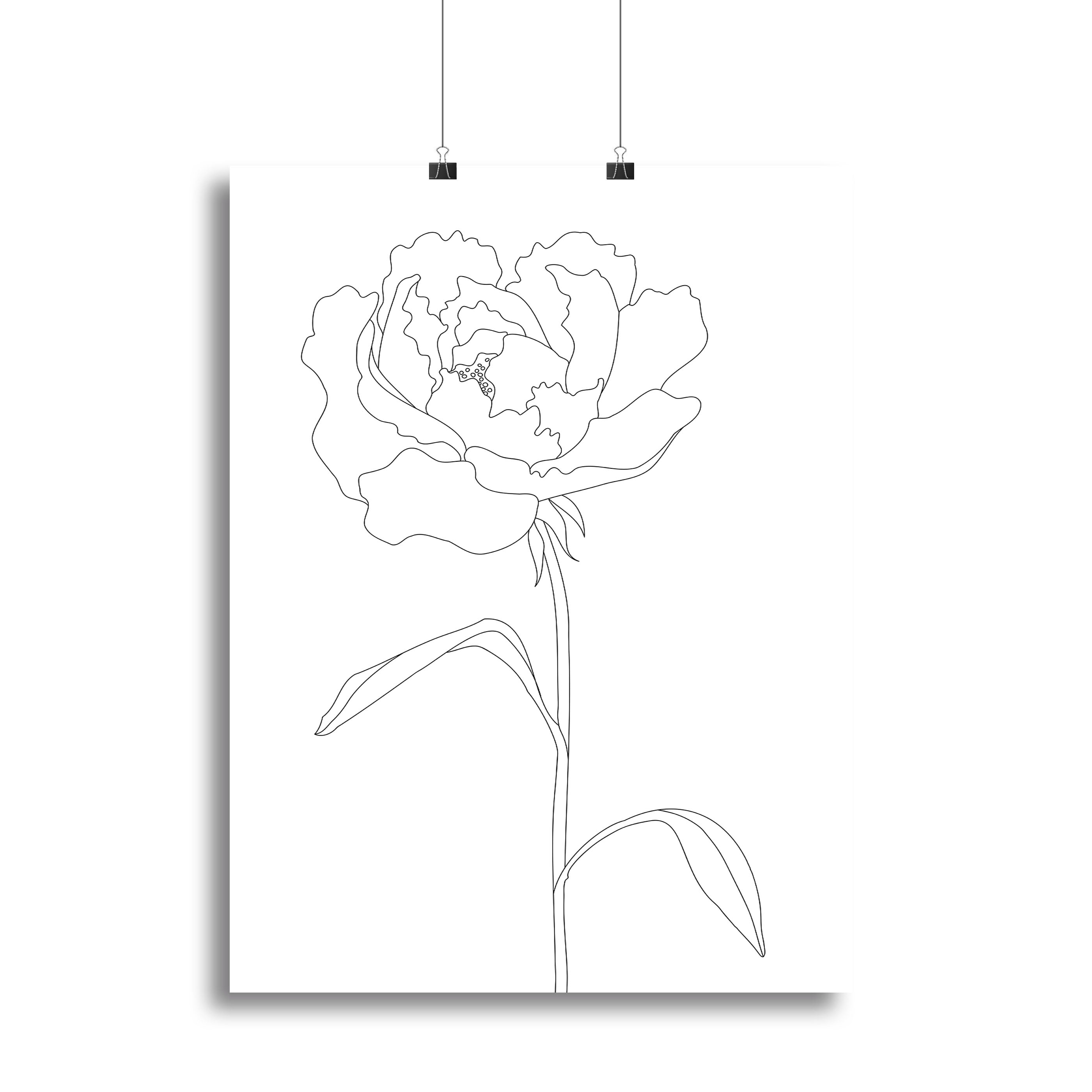 Peony Lines Canvas Print or Poster - Canvas Art Rocks - 2