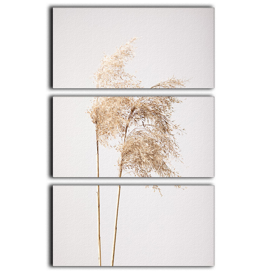 Reed Grass Grey 02 3 Split Panel Canvas Print - Canvas Art Rocks - 1