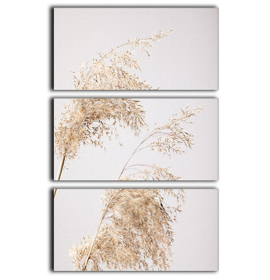 Reed Grass Grey 06 3 Split Panel Canvas Print - Canvas Art Rocks - 1