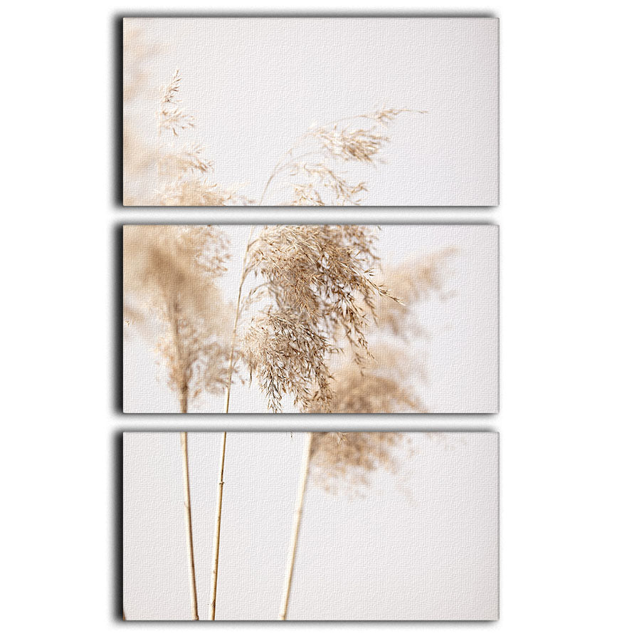 Reed Grass Grey 09 3 Split Panel Canvas Print - Canvas Art Rocks - 1