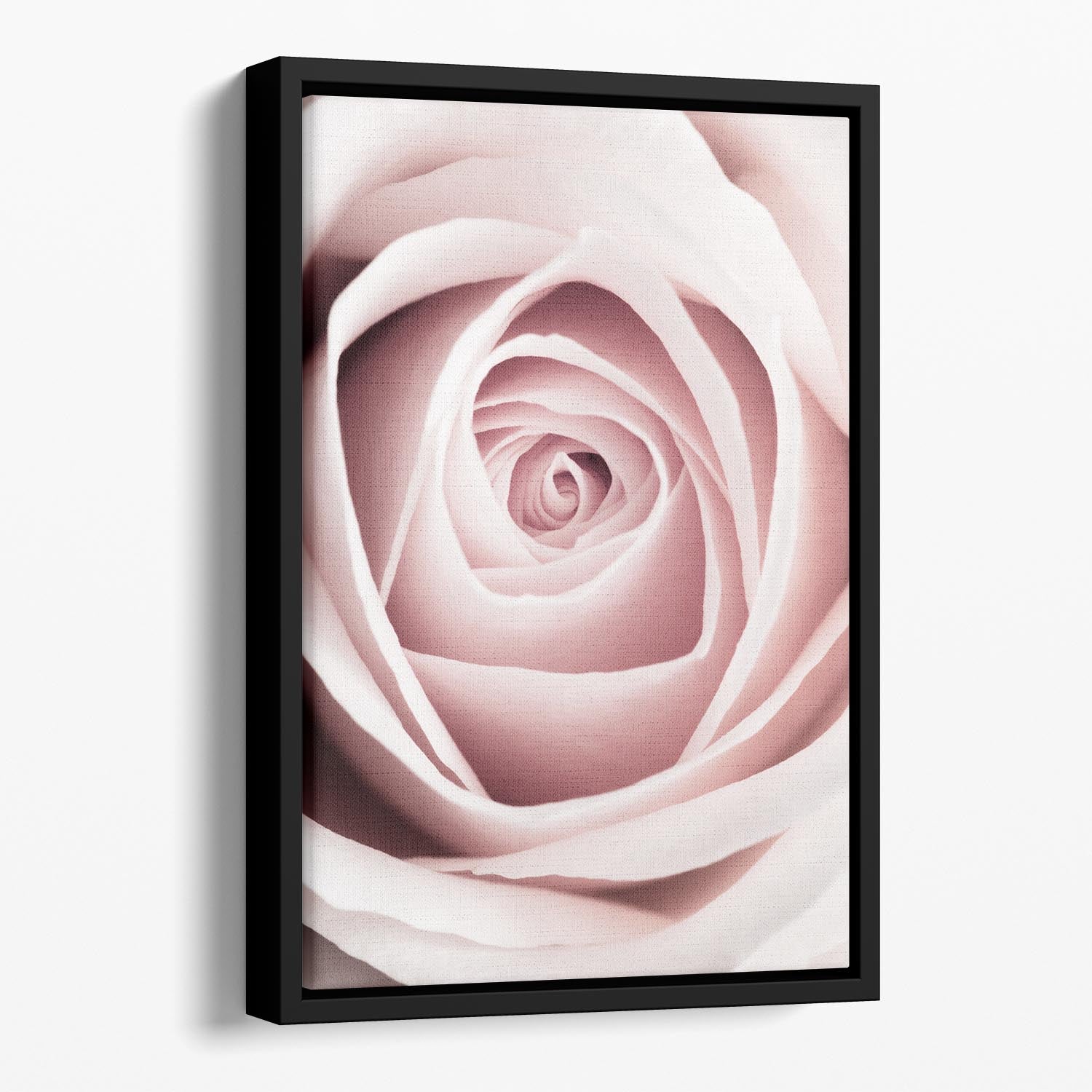 Pink Rose No 1 Floating Framed Canvas - Canvas Art Rocks - 1