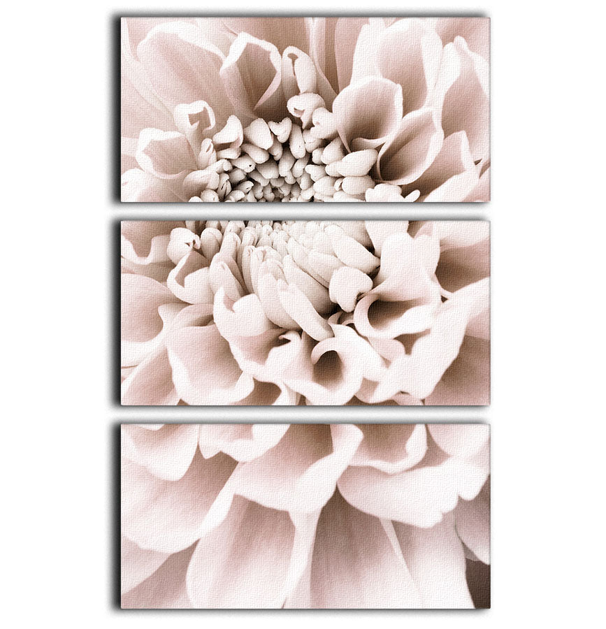Chrysanthemum No 01 3 Split Panel Canvas Print - Canvas Art Rocks - 1