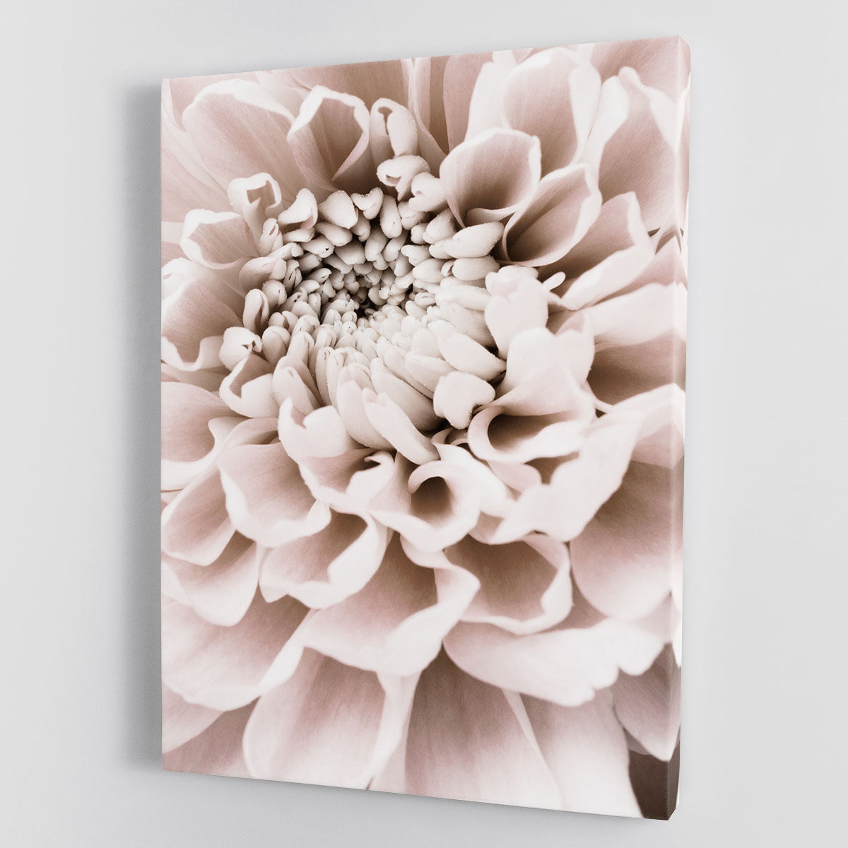 Chrysanthemum No 01 Canvas Print or Poster - Canvas Art Rocks - 1