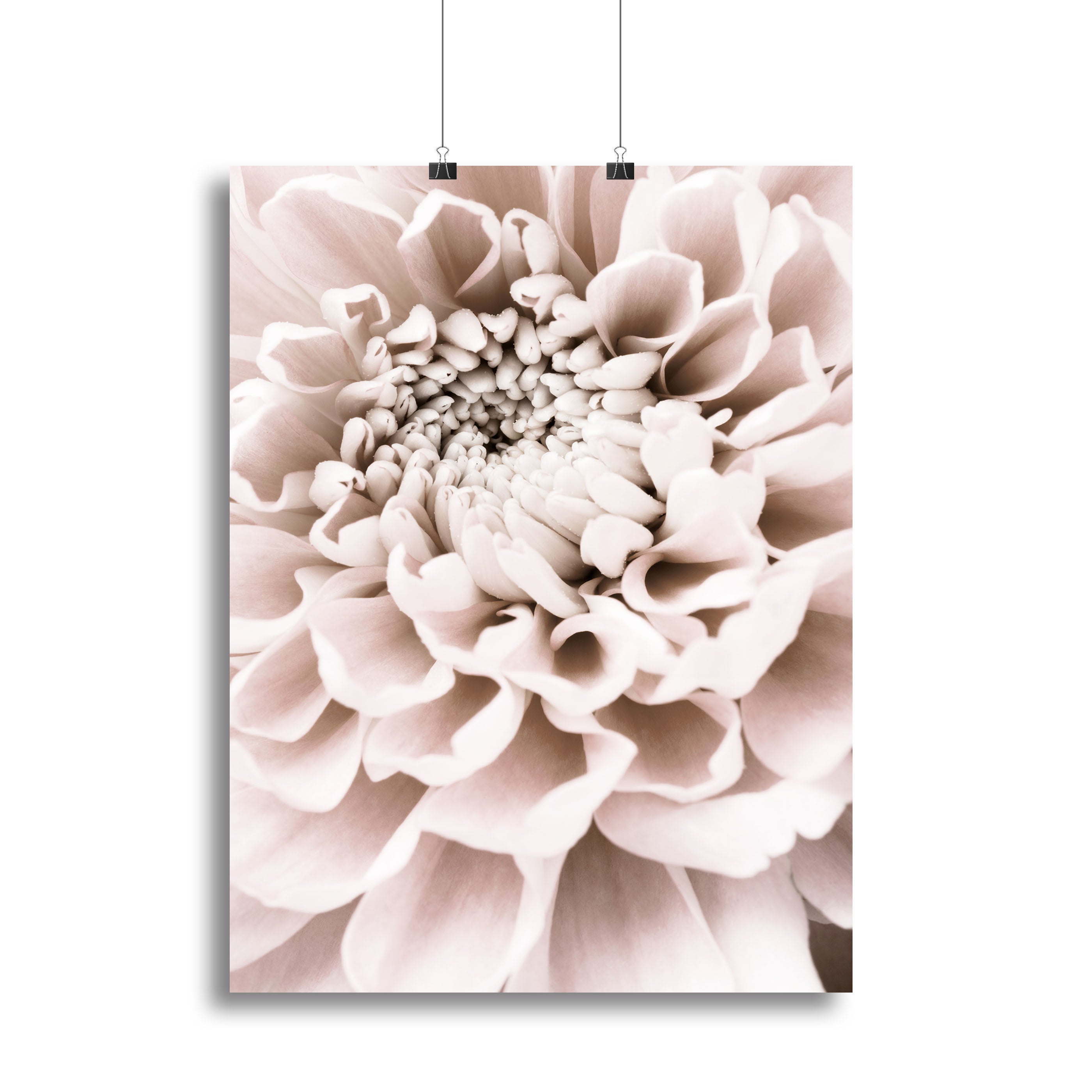 Chrysanthemum No 01 Canvas Print or Poster - Canvas Art Rocks - 2