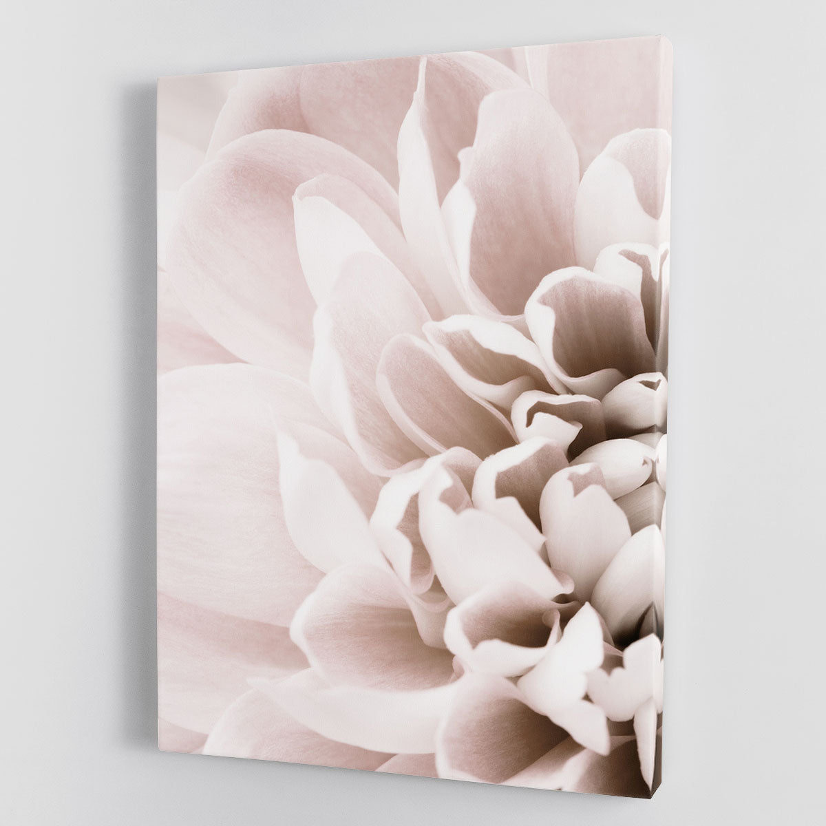 Chrysanthemum No 02 Canvas Print or Poster - Canvas Art Rocks - 1