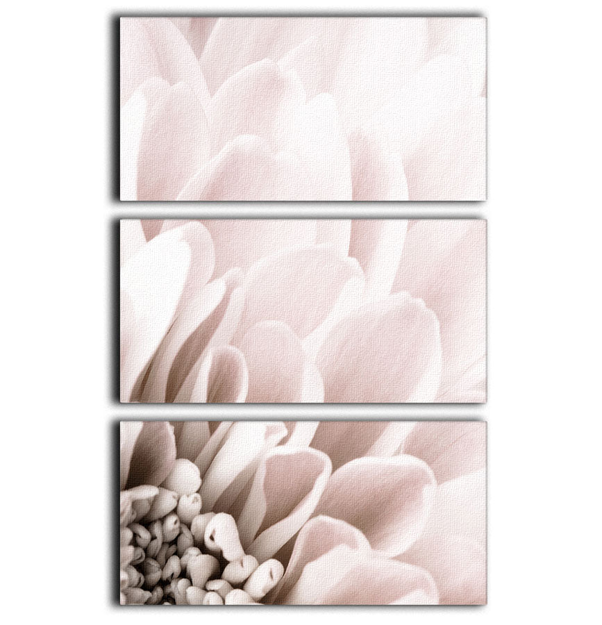 Chrysanthemum No 03 3 Split Panel Canvas Print - Canvas Art Rocks - 1