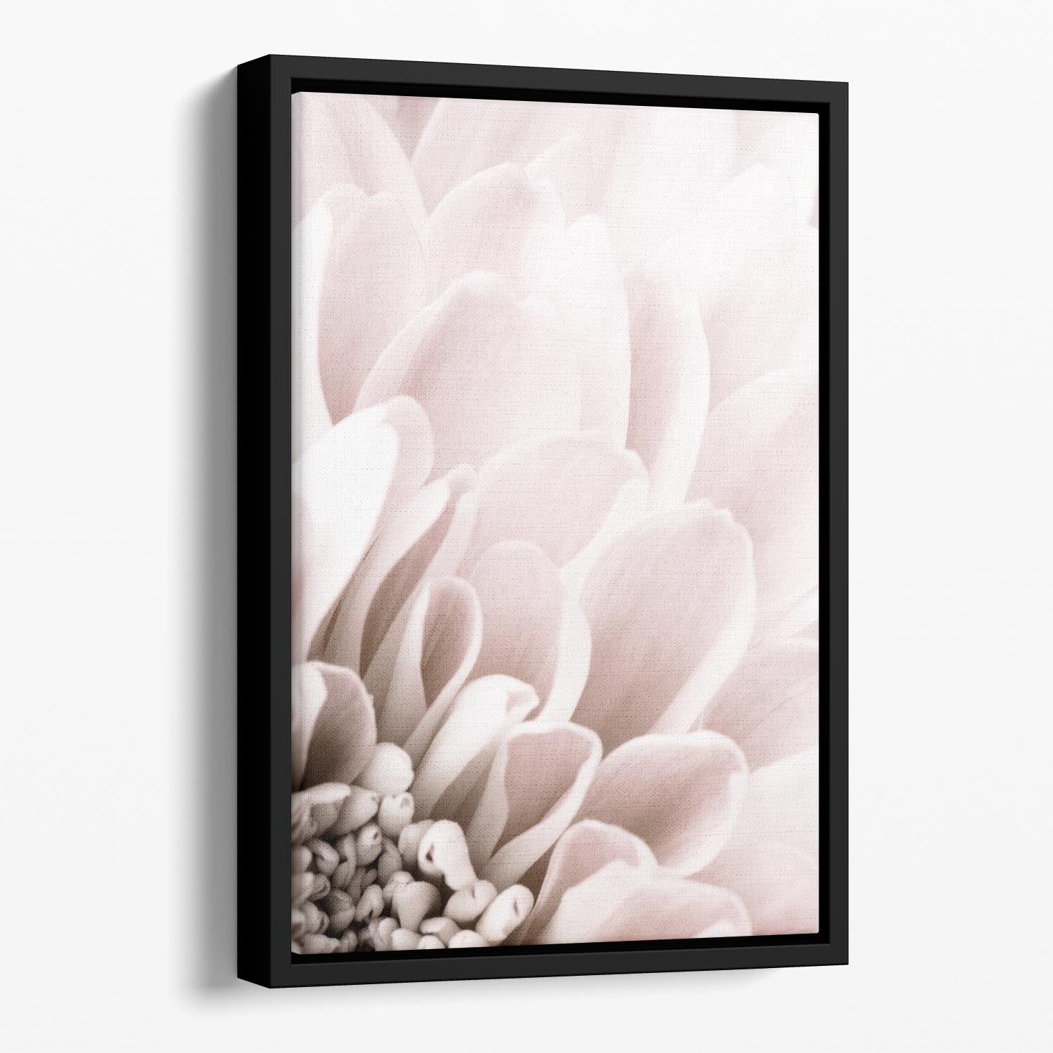 Chrysanthemum No 03 Floating Framed Canvas - Canvas Art Rocks - 1
