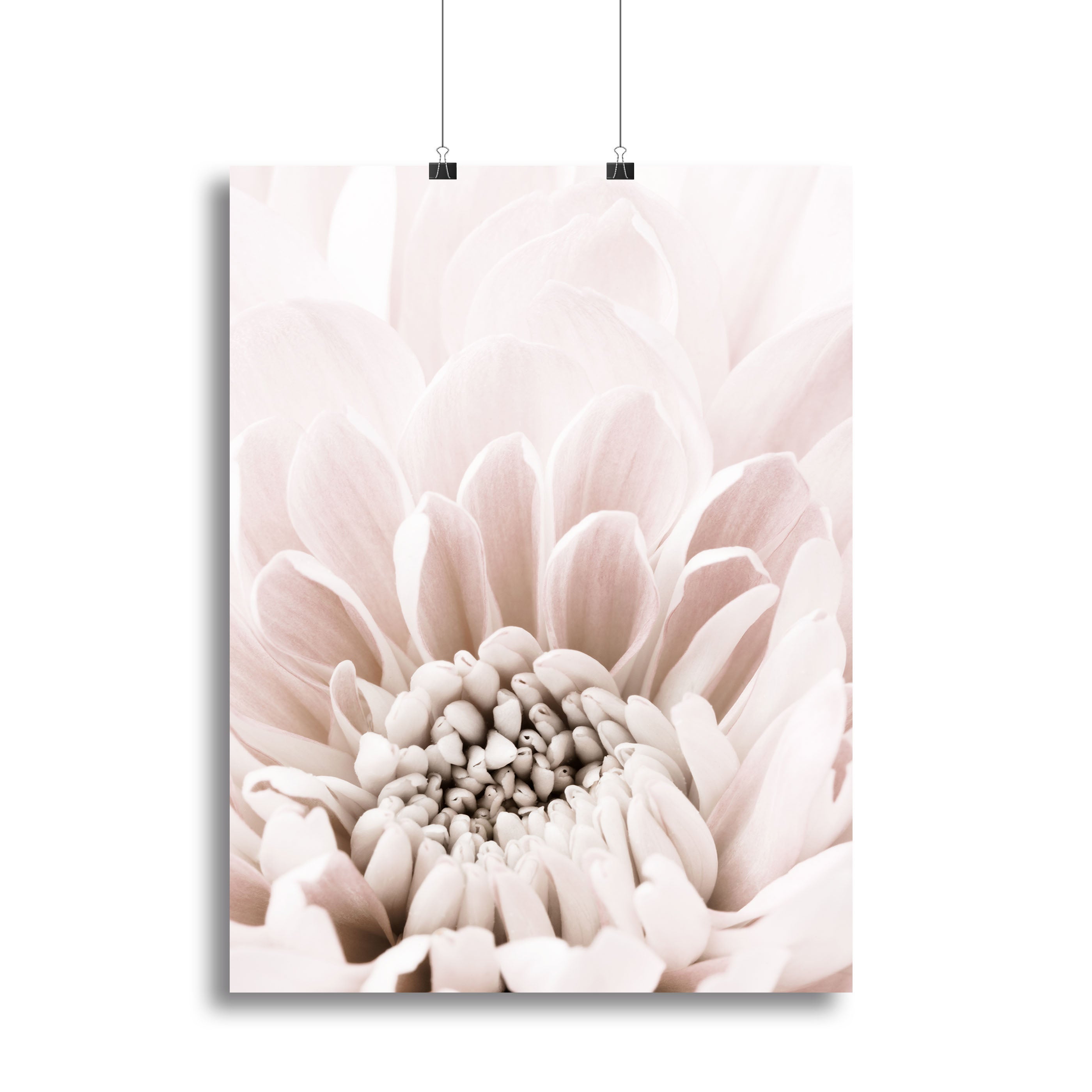Chrysanthemum No 06 Canvas Print or Poster - Canvas Art Rocks - 2