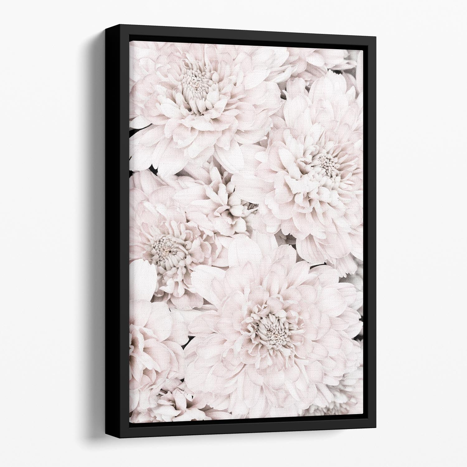 Chrysanthemum No 07 Floating Framed Canvas - Canvas Art Rocks - 1