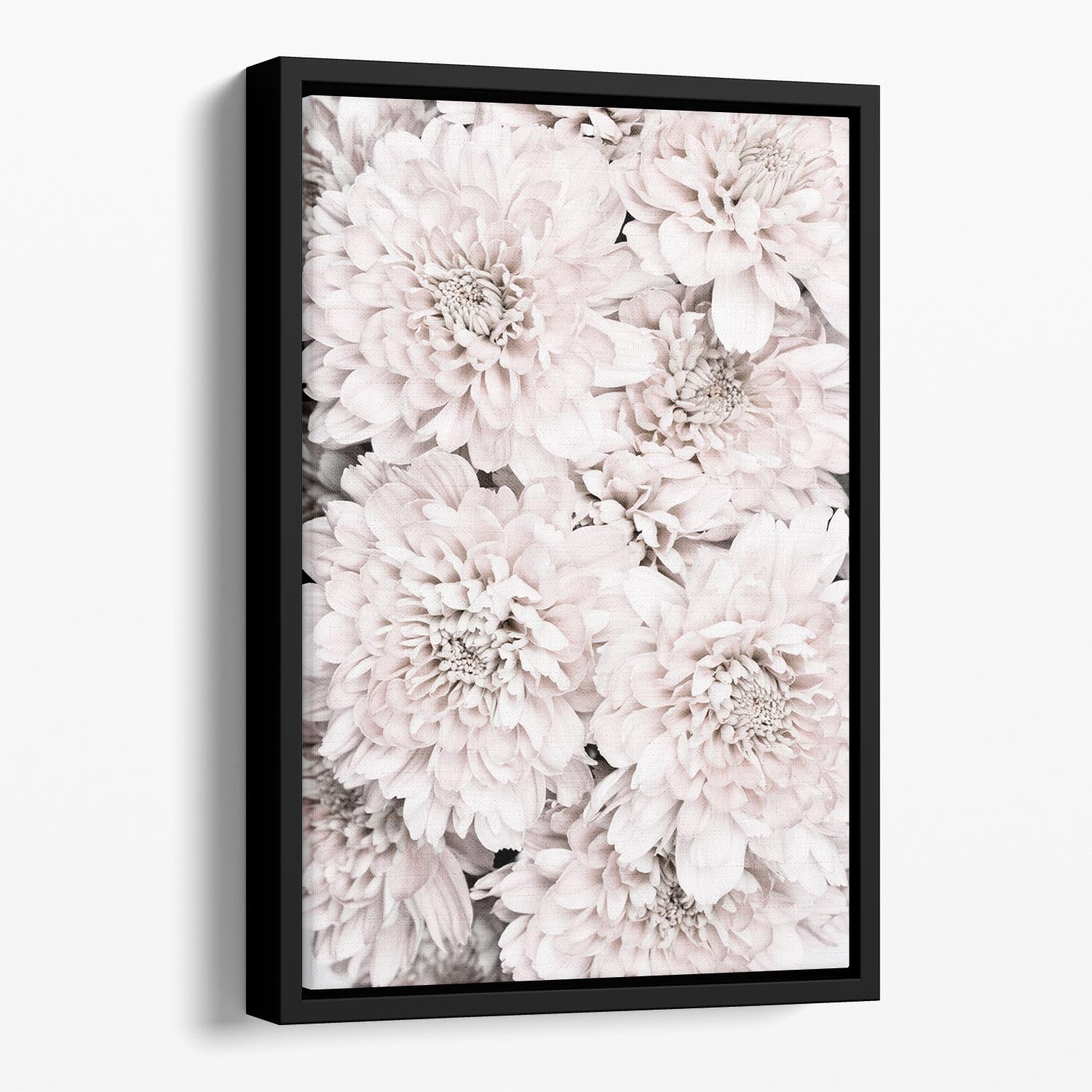 Chrysanthemum No 09 Floating Framed Canvas - Canvas Art Rocks - 1