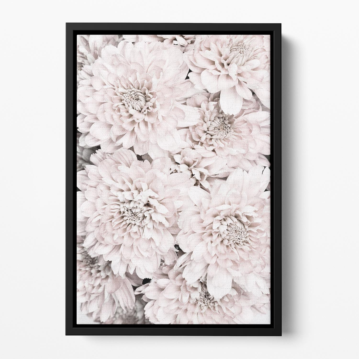 Chrysanthemum No 09 Floating Framed Canvas - Canvas Art Rocks - 2