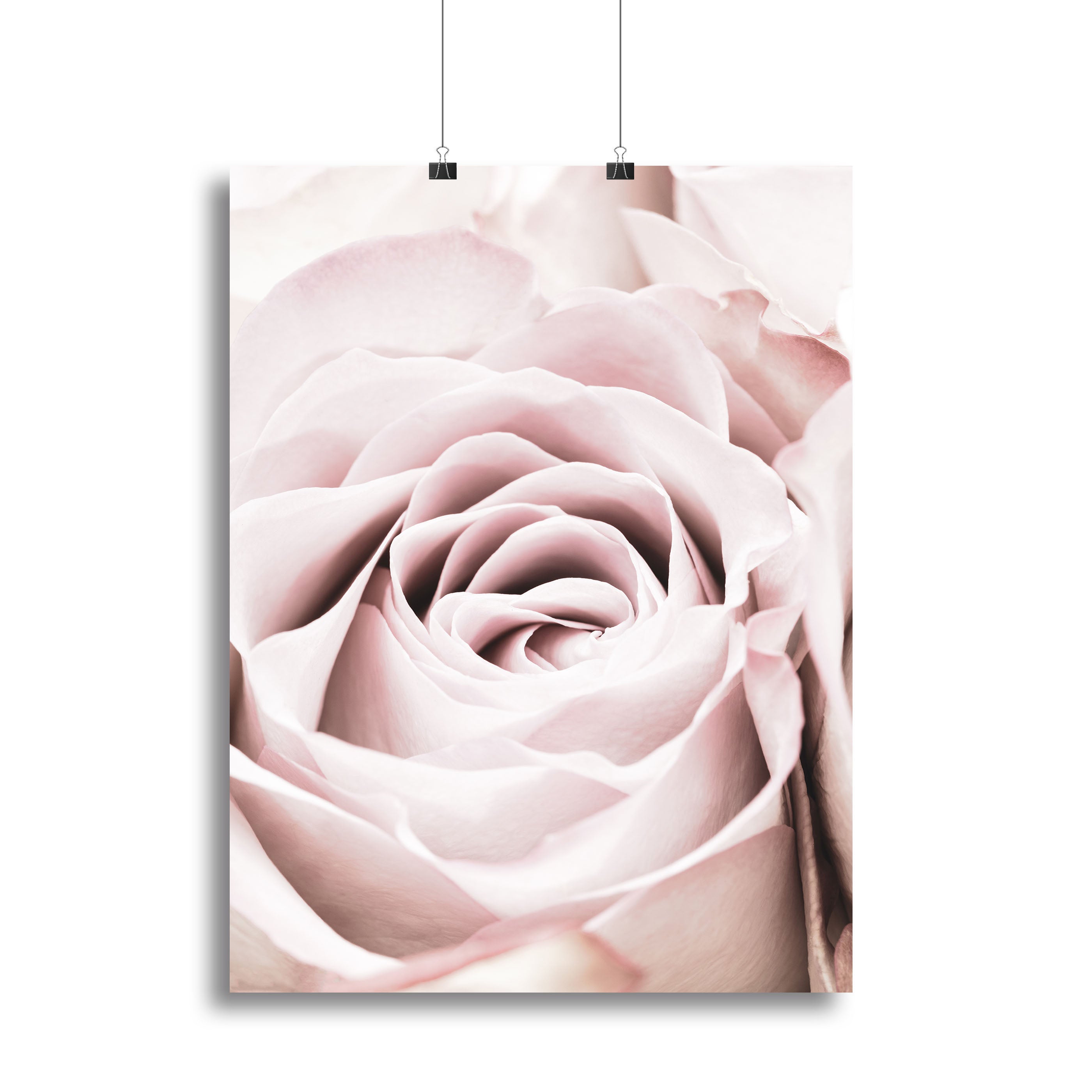 Pink Rose No 06 Canvas Print or Poster - Canvas Art Rocks - 2