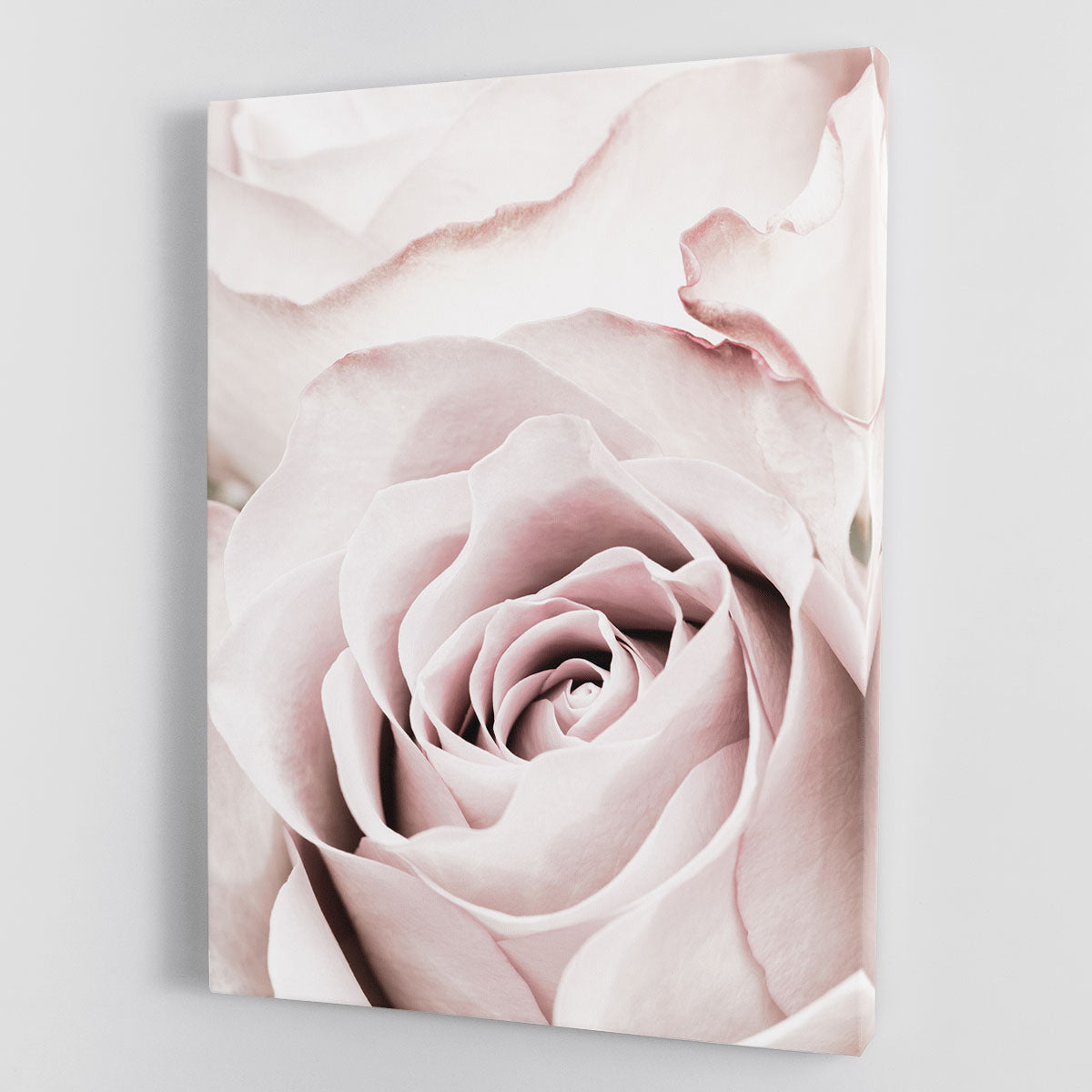 Pink Rose No 05 Canvas Print or Poster - Canvas Art Rocks - 1
