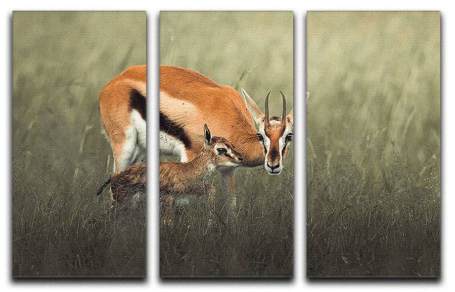 Gazelles Grazing 3 Split Panel Canvas Print - Canvas Art Rocks - 1