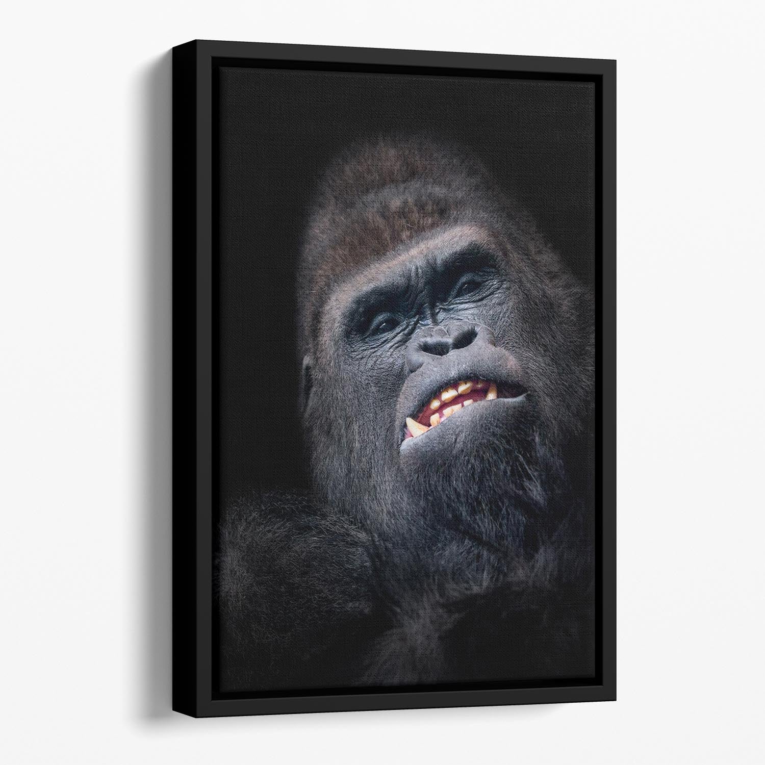 Gorilla face seen from above Floating Framed Canvas - Canvas Art Rocks - 1