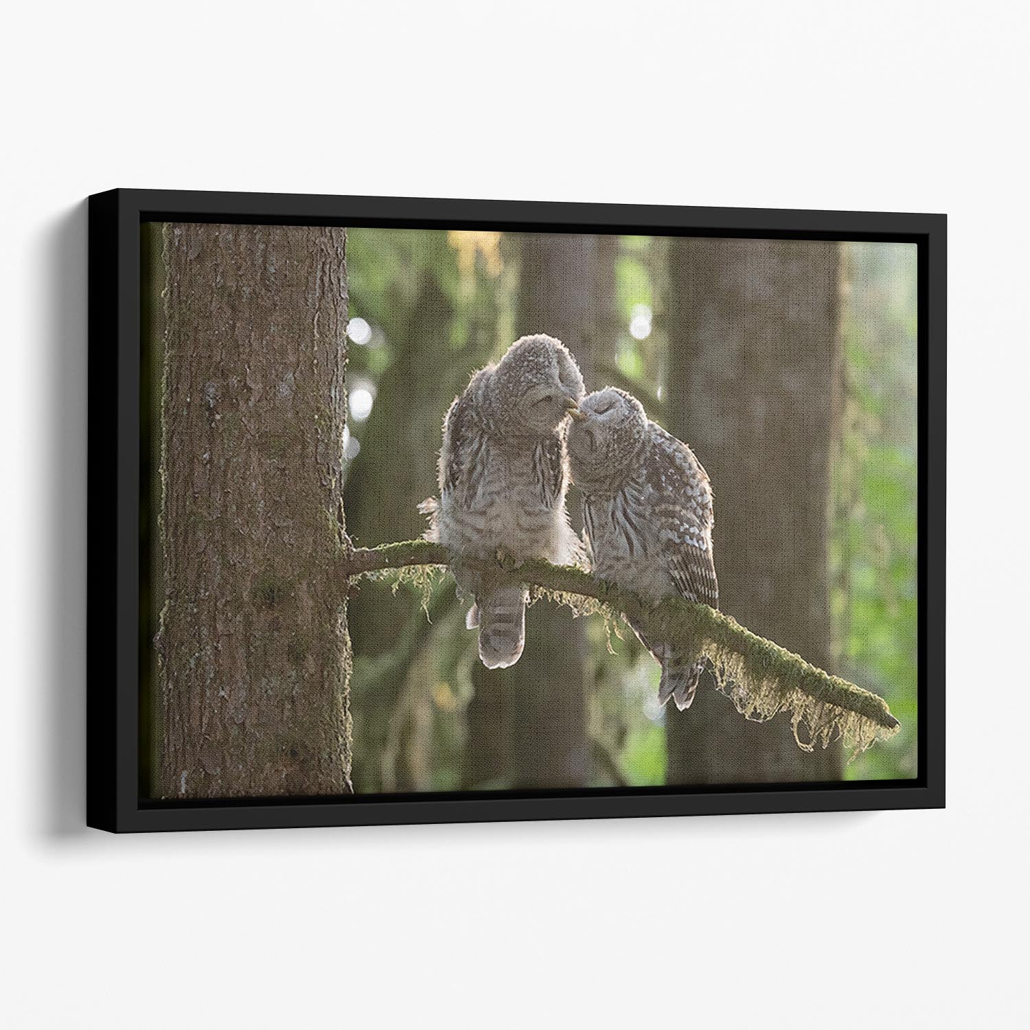 Two Owls Kissing Floating Framed Canvas - Canvas Art Rocks - 1
