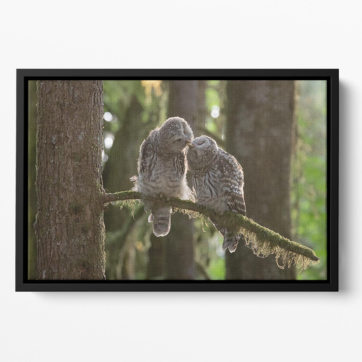 Two Owls Kissing Floating Framed Canvas - Canvas Art Rocks - 2
