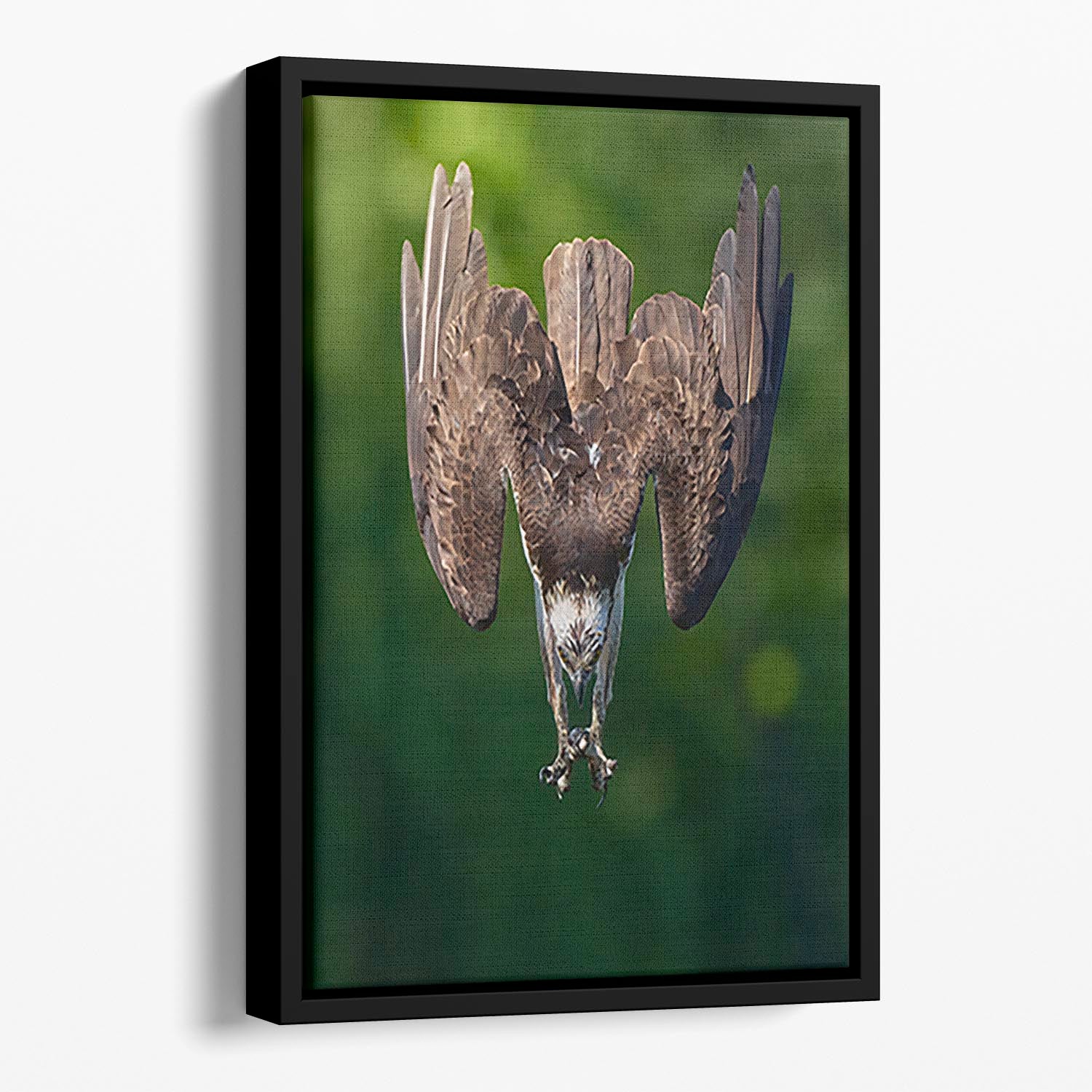 An Eagle Preparing To Attack Floating Framed Canvas - Canvas Art Rocks - 1