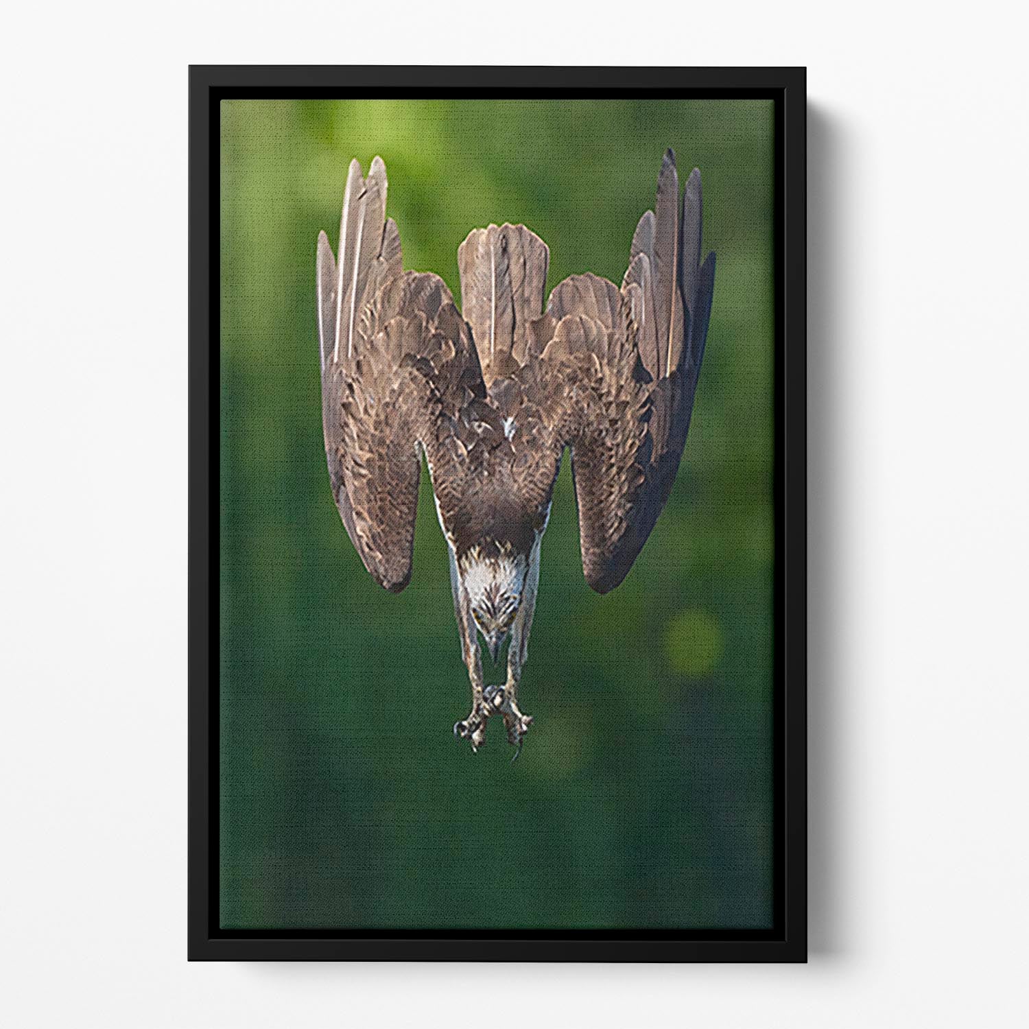 An Eagle Preparing To Attack Floating Framed Canvas - Canvas Art Rocks - 2