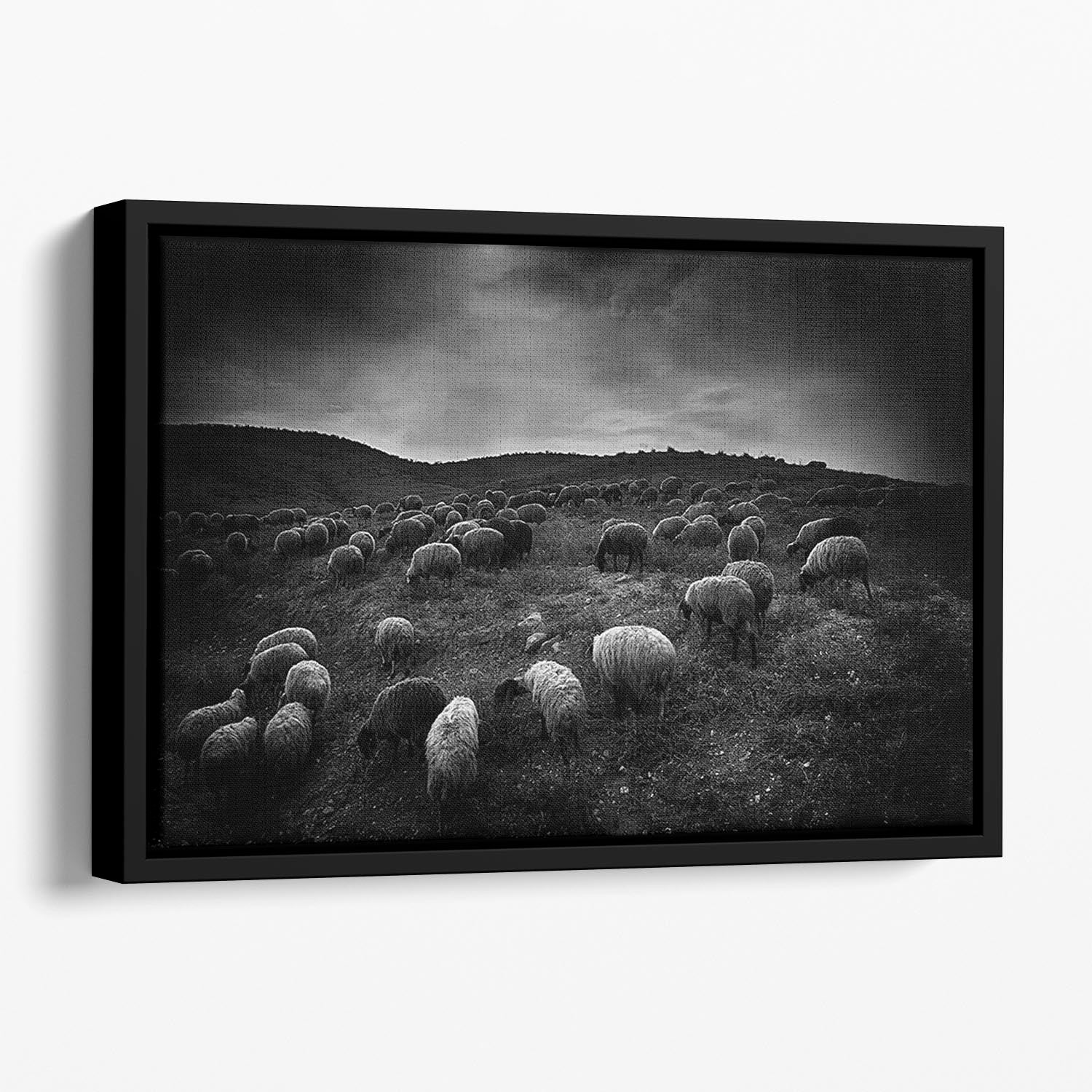 The sheep in the valley Floating Framed Canvas - Canvas Art Rocks - 1
