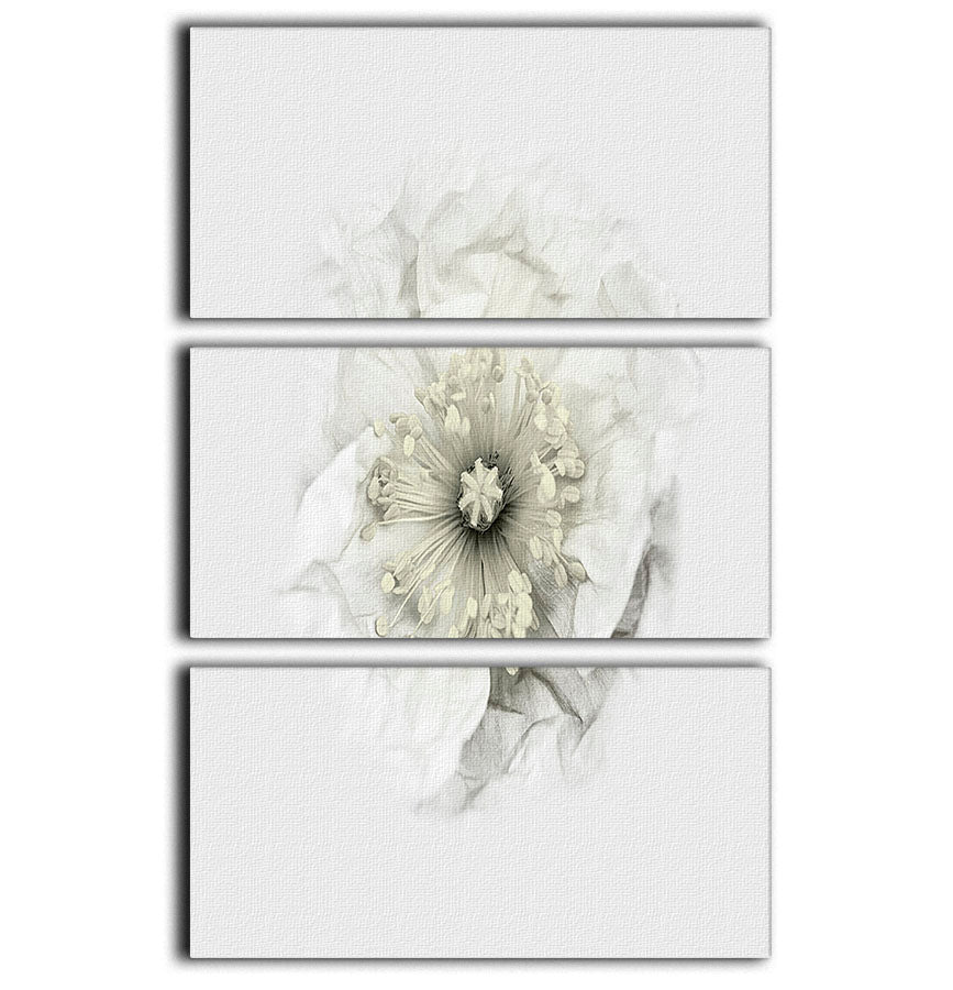 A White Poppy 3 Split Panel Canvas Print - Canvas Art Rocks - 1