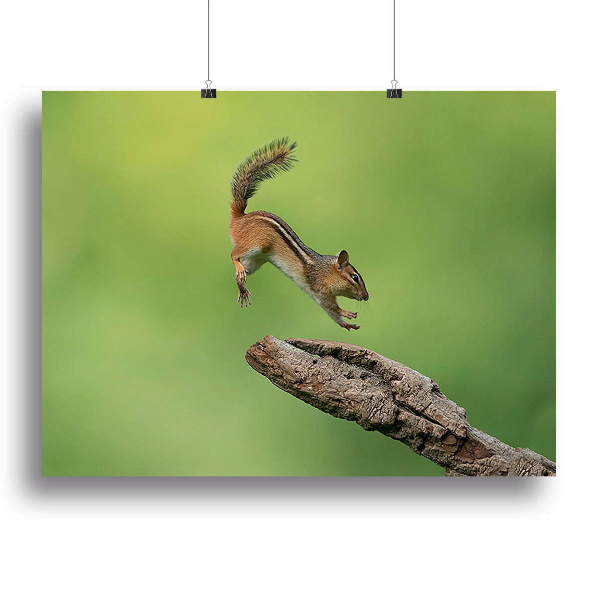 Squirell Leaping Canvas Print or Poster - Canvas Art Rocks - 2