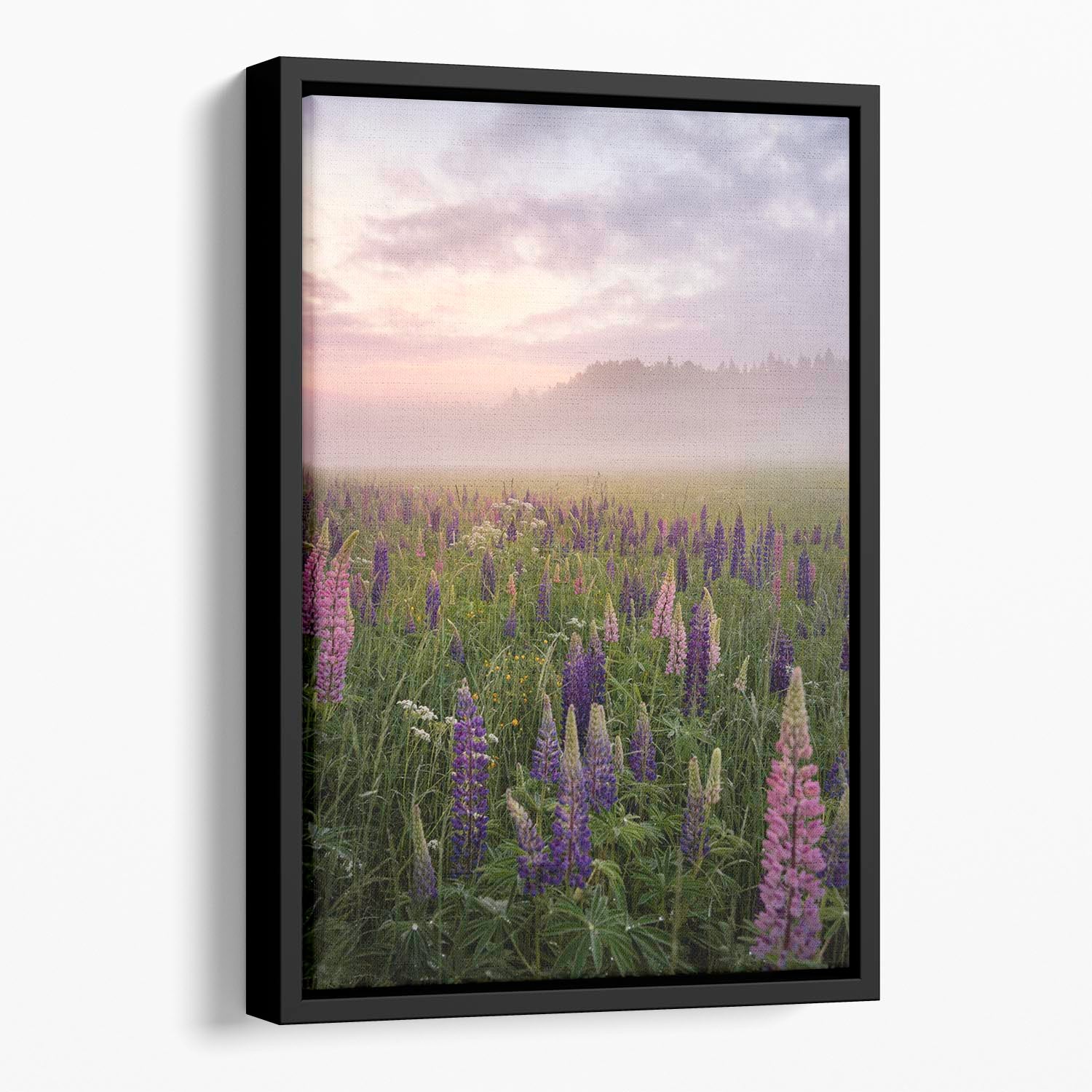 Lupines On A Foggy Day Floating Framed Canvas - Canvas Art Rocks - 1