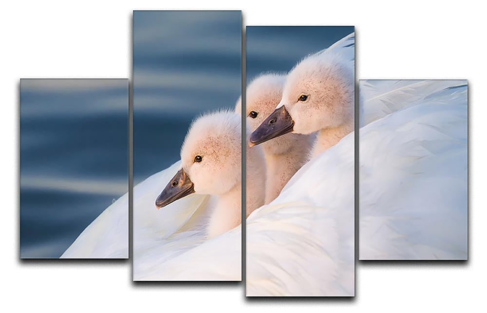 Three White Swans 4 Split Panel Canvas - Canvas Art Rocks - 1