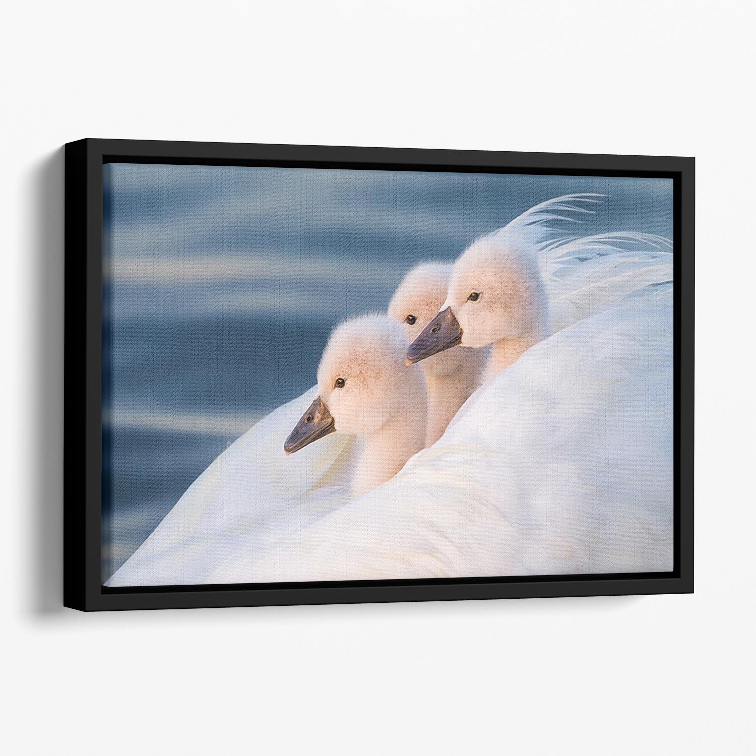 Three White Swans Floating Framed Canvas - Canvas Art Rocks - 1