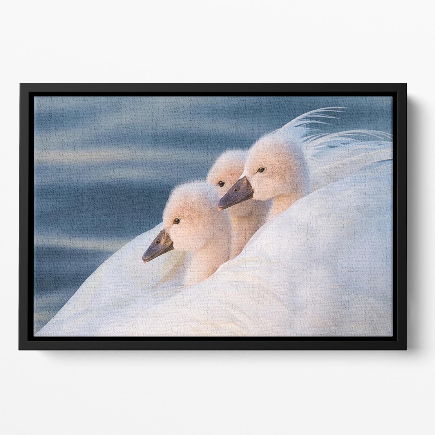 Three White Swans Floating Framed Canvas - Canvas Art Rocks - 2