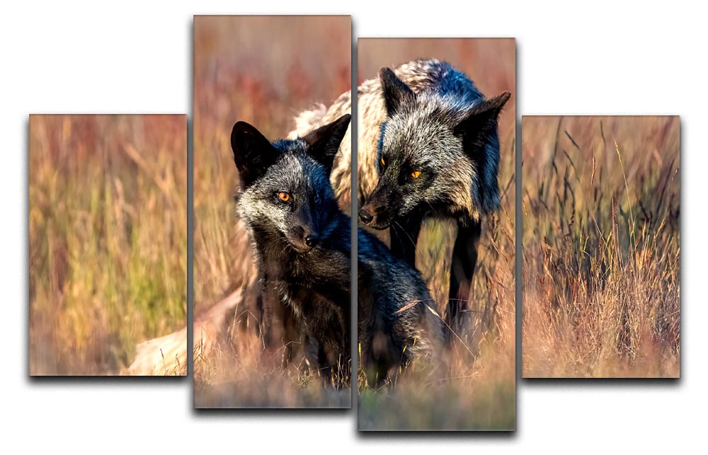 Two Black Foxes 4 Split Panel Canvas - Canvas Art Rocks - 1