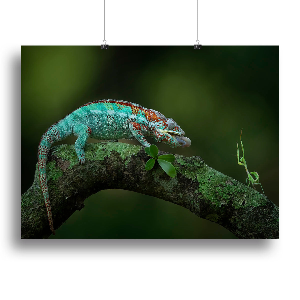 Chamelon Catching Its Prey Canvas Print or Poster - Canvas Art Rocks - 2