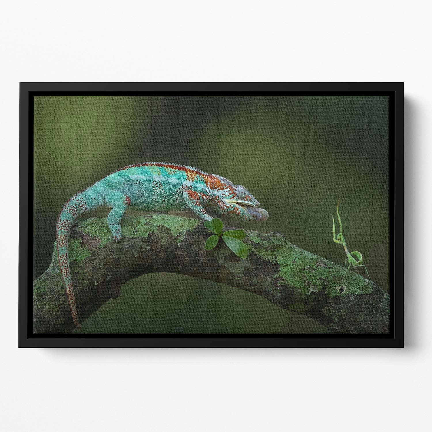 Chamelon Catching Its Prey Floating Framed Canvas - Canvas Art Rocks - 2