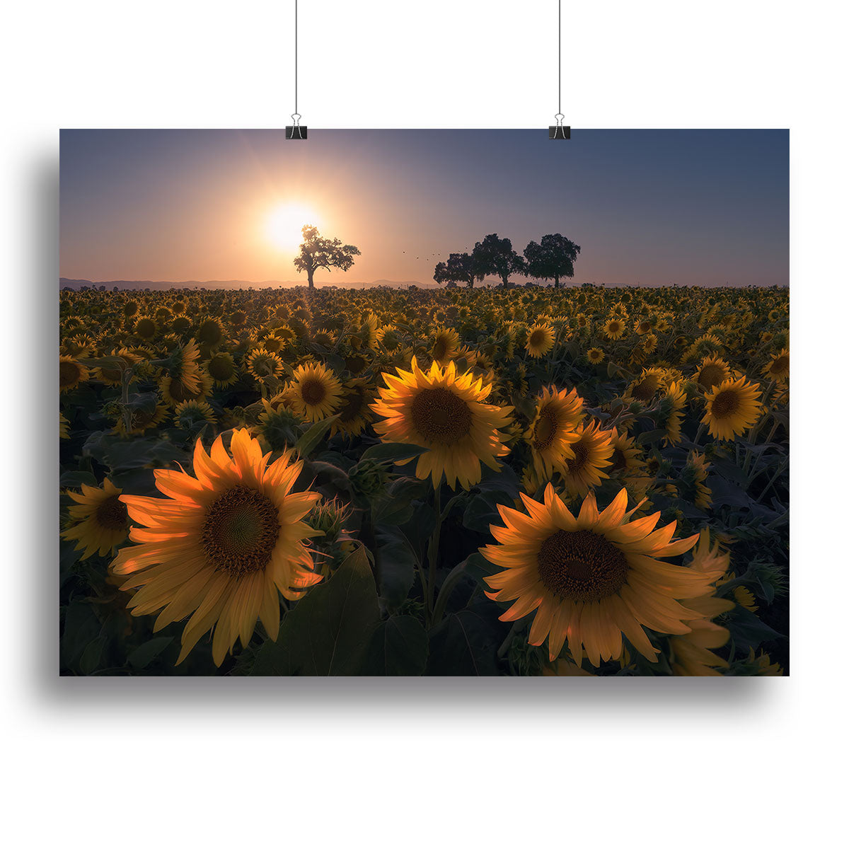 Sunflower Field Canvas Print or Poster - Canvas Art Rocks - 2