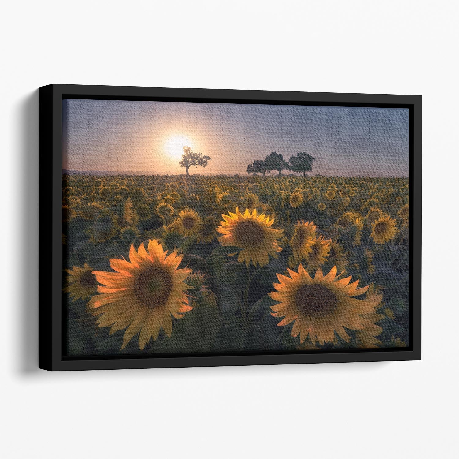 Sunflower Field Floating Framed Canvas - Canvas Art Rocks - 1