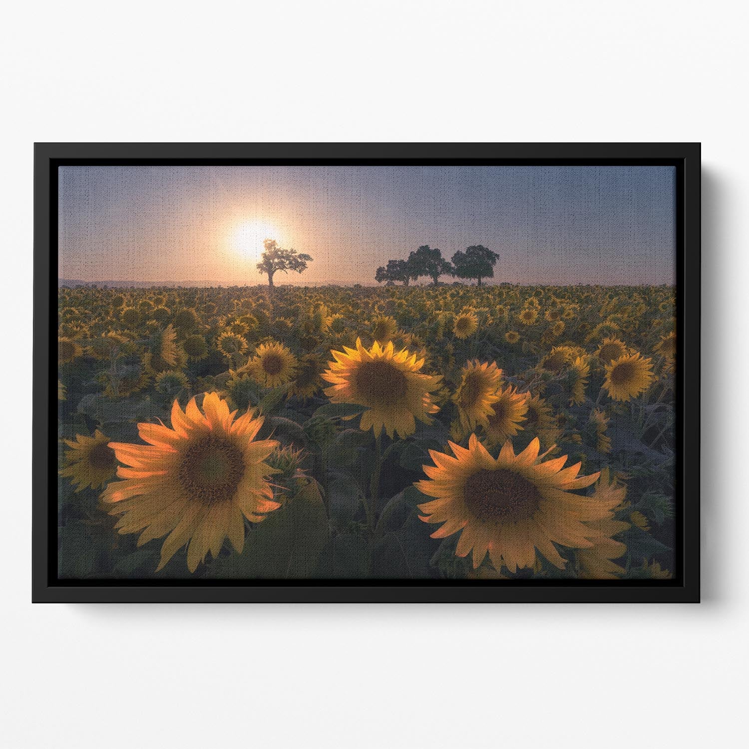 Sunflower Field Floating Framed Canvas - Canvas Art Rocks - 2